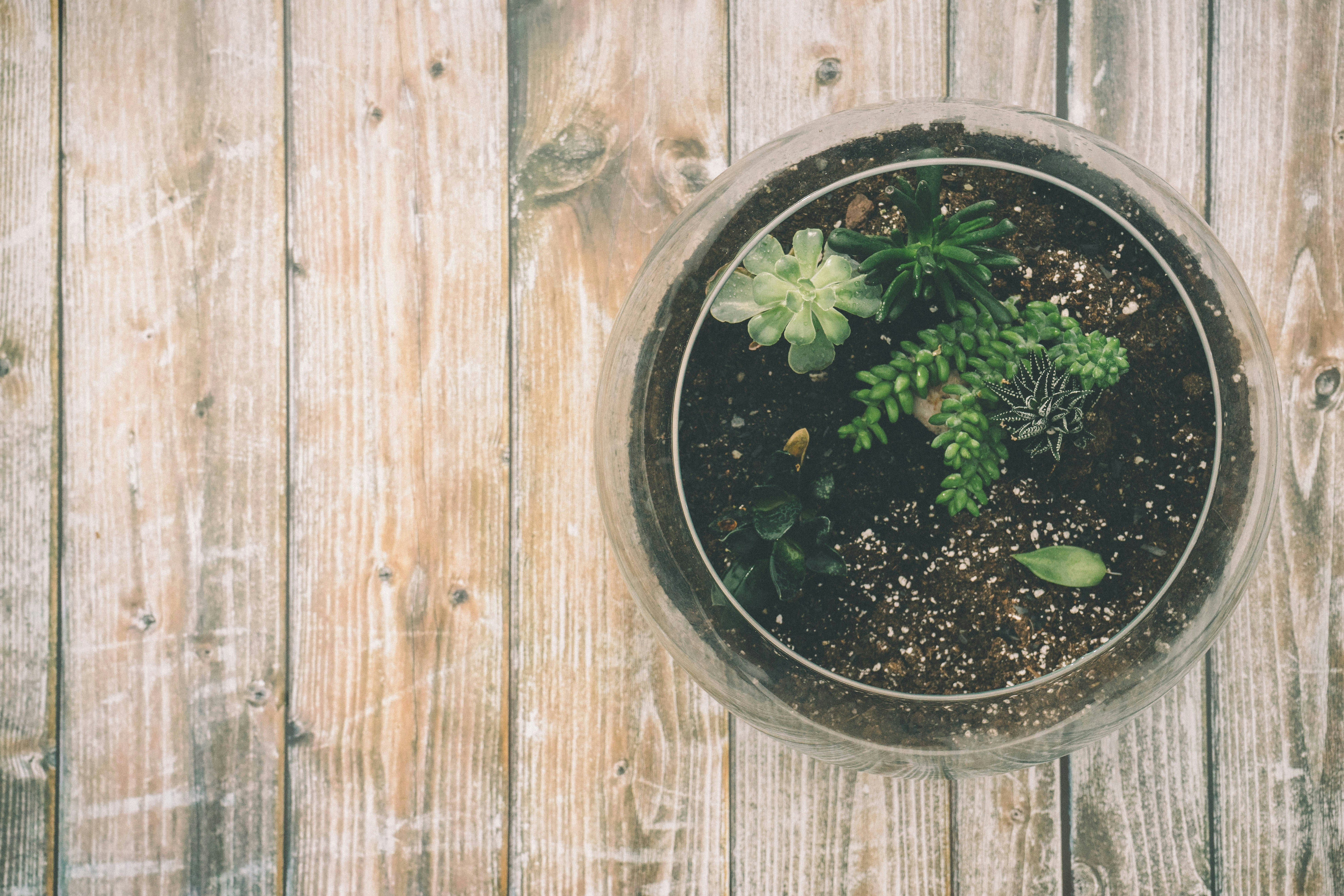Beginner’s Guide to Growing Water Plants at Home